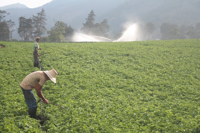 agricultura