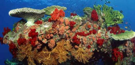 coral_australia