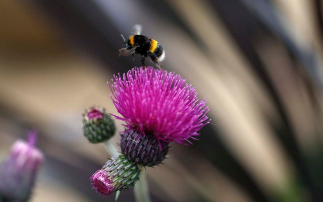 Una abeja deja un Cirsium Trevors 'Blue Wonder cardo "en el fresco jardín del niño sano en el Chelsea Flower Show en Londres / Suzanne Plunkett / Reuters