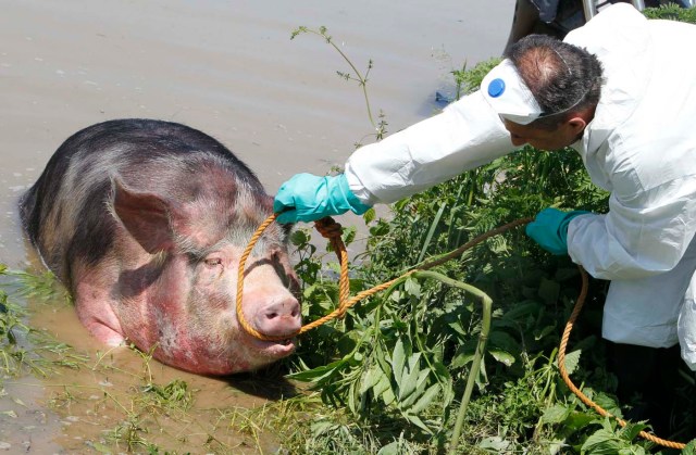 Un veterinario coloca una cuerda alrededor de la cabeza de un cerdo para ayudarla a salir del agua durante las fuertes inundaciones en la aldea de Prud /  Srdjan Zivulovic / Reuters