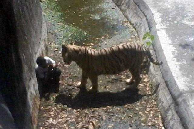 INDIA-ANIMAL-TIGER-ZOO-ATTACK