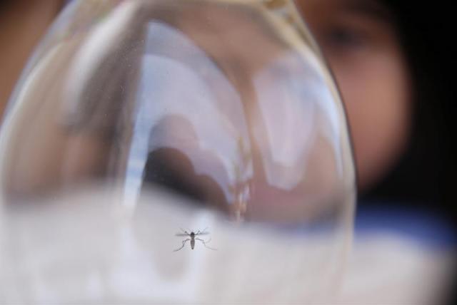 Foto: Fotografía de archivo, de una niña mirando un ejemplar del mosquito Aedes aegypti, en San Juan (Puerto Rico). EFE/Thais Llorca