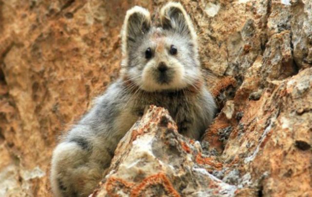  Este pequeño ejemplar de Ili Pika ha vuelto a ser 'cazado' po el objetivo de National Geographic./archivo