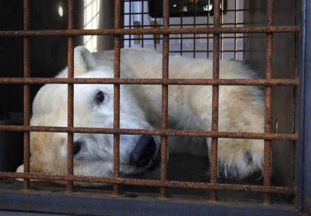 El oso polar Lars se despierta poco a poco de la anestesia en su jaula en el zoo de Rostock (Alemania) hoy, miércoles 1 de abril de 2015. El mamífero de 320 kilos va a viajar a la localidad danesa de Aalborg para que se reproduzca. Lars nació en Múnich en 1993 y allí permaneció varios años antes de su traslado a Rostock. EFE/Bernd wuestneck