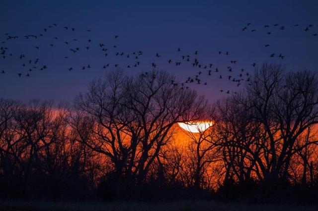 Grullas candadienses (Grus canadensis) sobrevuelan el sol en el ocaso durante su migración anual al Ártico a su paso por el centro de Nebraska (EEUU), el 18 de marzo de 2015. Cada primavera, cuando las nieves se funden y los cultivos se vuelven fértiles, el valle del río Platte se convierte en el punto de encuentro para cientos de miles de grullas canadienses que, cansadas y hambrientas del largo viaje, hacen una pausa para reponer fuerzas y poder continuar su viaje migratorio hacia el Ártico a través del centro de Nebraska. Este acontecimiento natural atrae cada año a miles de observadores de aves. EFE/Jim Lo Scalzo