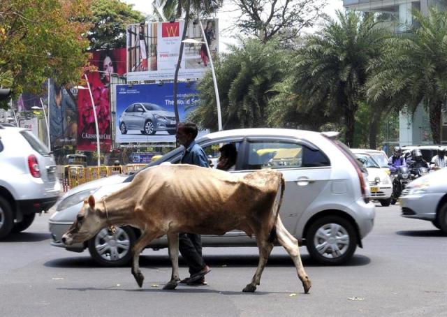 Un hombre camina con su vaca por una calle de Bangalore (India) hoy, miércoles 1 de abril de 2015. La Policía de una ciudad de Malegaon ha pedido a sus residentes que presenten fotos de todas sus vacas y bueyes, cuando se cumple un mes de la entrada en vigor de una ley que prohíbe la venta y posesión de carne bovina en la región. La semana pasada, la Policía de esta localidad registró casos contra al menos tres personas por el sacrificio de dos bueyes, tras encontrar sus cadáveres durante una redada en un inmueble al que acudieron gracias a una llamada anónima. EFE/Jagadeesh Nv