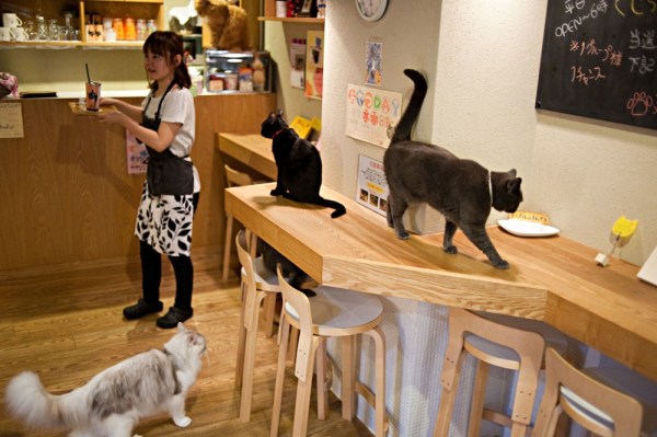 Neko Cafe1