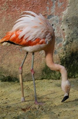 Foto: Foto: Varios veterinarios trabajan para colocarle una pata ortopédica a un flamenco en un zoológico en Sorocaba, Brasil. / AP