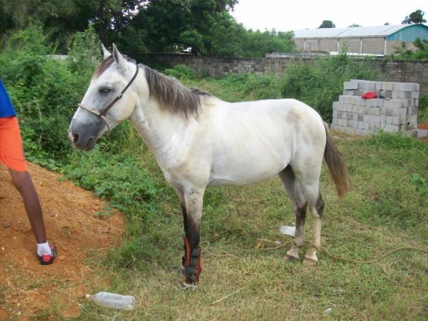 Se asustó, se encaramó a un techo y cayó dentro de la casa… ¡era un caballo!