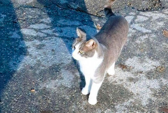 Un gato desconsolado vuelve cada día a la tumba de su amo