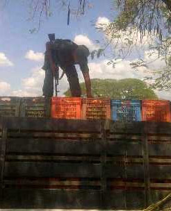 GN decomisó 5000 kg de tomate en Apure