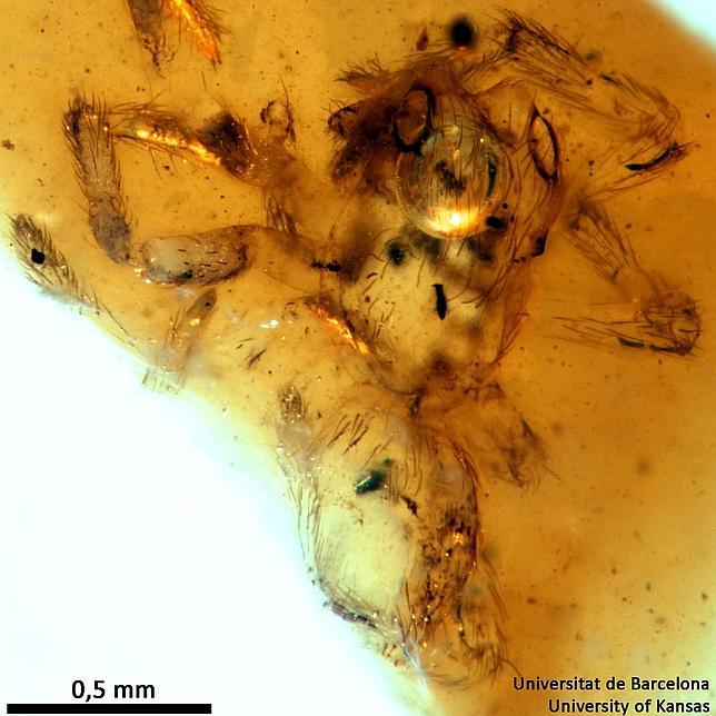 Descubrieron una araña con espinas