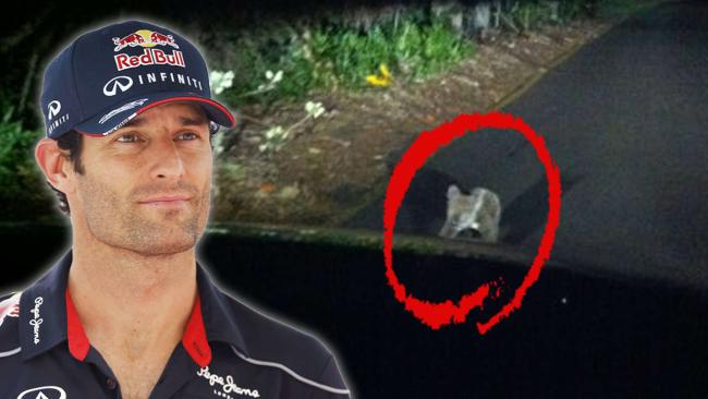 Koala en la vía frena a Mark Webber