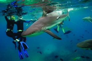 Hombre enfrentó a un tiburón blanco para salvar a una mujer