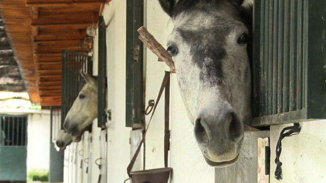 Caballos sufren crisis española (Video)