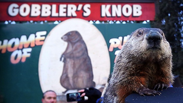 Piden pena de muerte para esta marmota