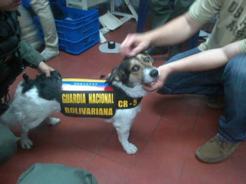 De perrito callejero a Guardia Nacional (FOTOS)