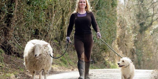 Esta oveja está convencida de que es un perro (Foto)