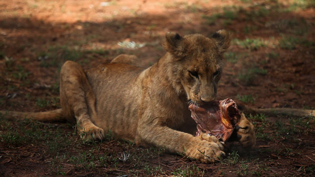 Leones en peligro en Kenia (Video)