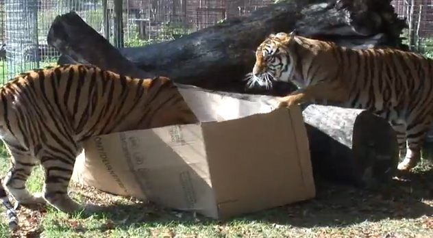 Los grandes felinos también están obsesionados con las cajas (Video)