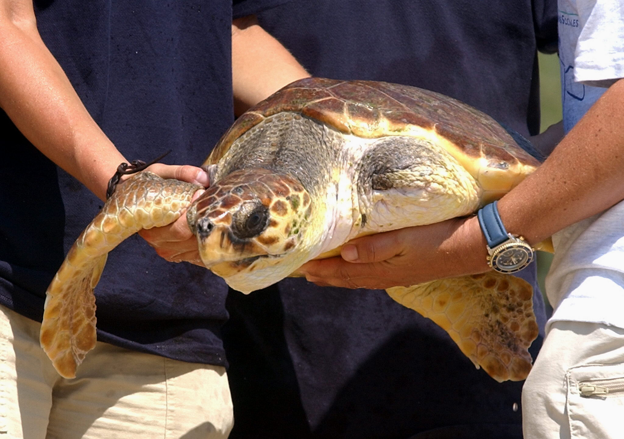 Tortugas marinas en peligro debido a captura accidentales de pescadores