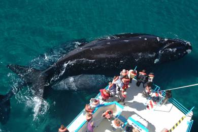 Se acerca el lanzamiento de la temporada de ballenas