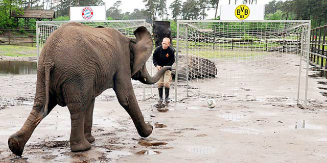 Elefante pronostica al próximo ganador de la Champions (Video)