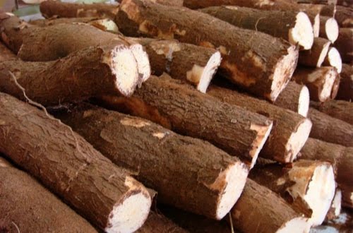 El “ébola de la yuca” amenaza la seguridad alimentaria de África del Oeste