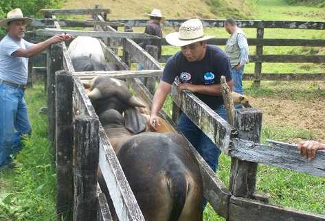 Controlan rabia bovina en Guatemala y levantan cuarentena