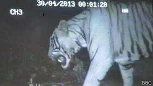 Un tigre buscando novia irrumpe en zoológico indio (Foto)