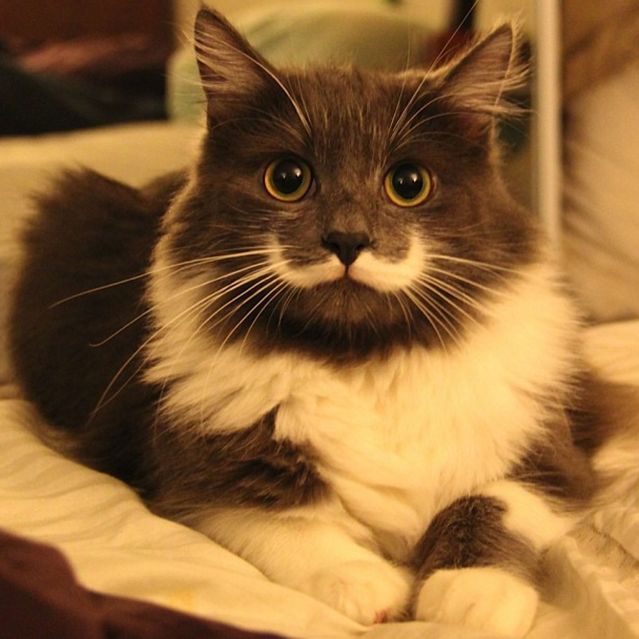 Gato con un mostacho es la nueva sensación en Internet (Foto)