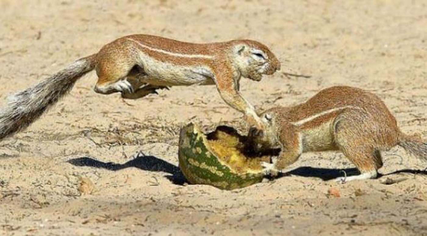 Impresionante la pelea de unas ardillas por la comida (Fotos)