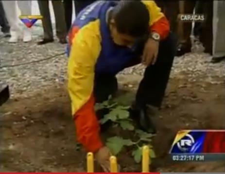 Mira cómo siembra el ciruelo Maduro (Foto y Video)