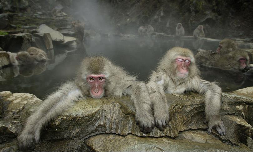 La vida secreta de los animales silvestres (Fotos)