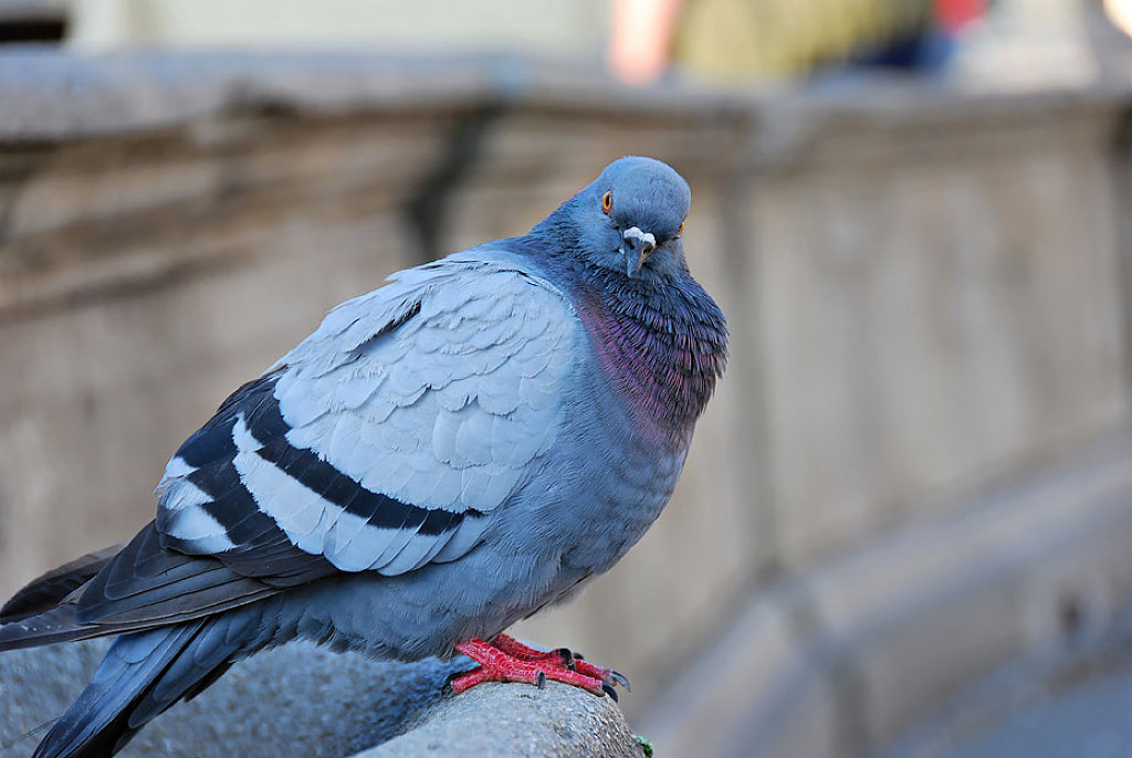 Consumir carne de animales callejeros es un riesgo para la salud