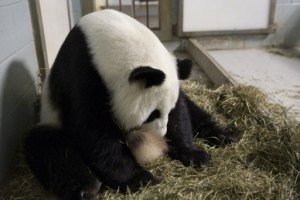 Nacen los primeros gemelos panda en EEUU