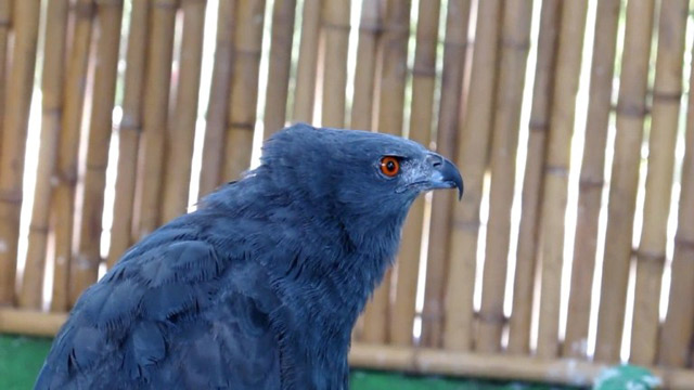 Joven cuida aves rapaces en casa (Video)