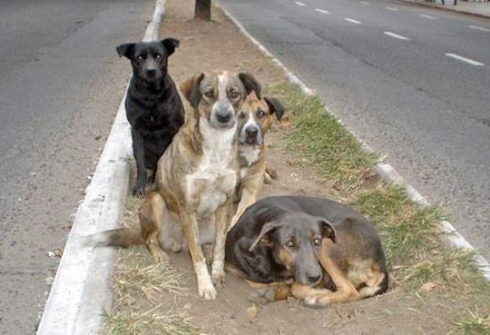 De esta manera Chacao se solidariza con los animales en situación de calle