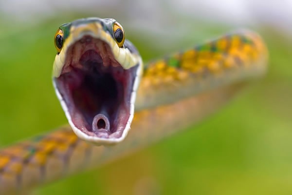 Entró al baño por una parada técnica y una serpiente se lo mordió