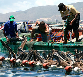 Captura del pulpo en descenso y sardina con la misma historia