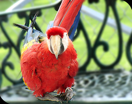 Instan a proveedores a bloquear páginas que venden flora y fauna silvestre