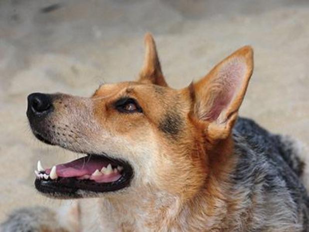 El cuidado y la educación es la base de un animal feliz