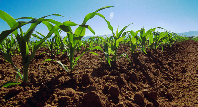 Sector agrícola exige aclaratoria de anuncios en materia agropecuaria