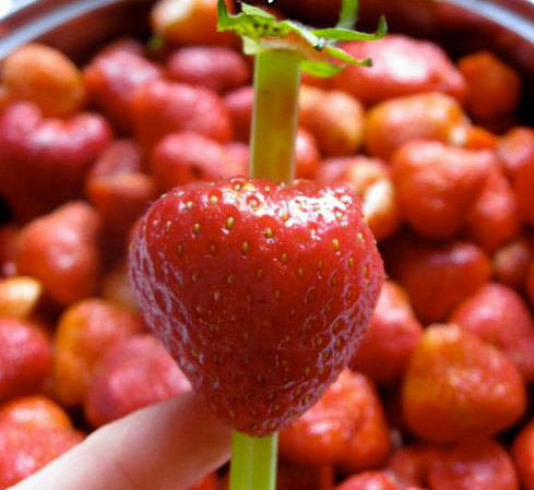 Las fotos que cambiarán tu forma de comer