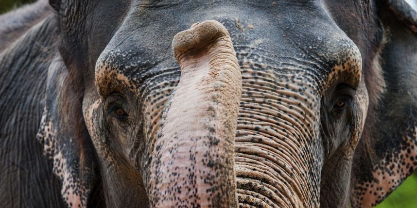 Murió por un trompazo de elefante