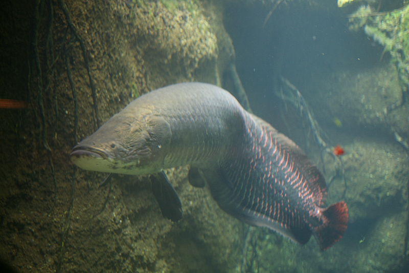 Pez del Amazonas dotado de un blindaje anti-pirañas único en la naturaleza