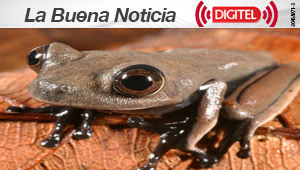 Una expedición científica descubre 60 nuevas especies en Surinam