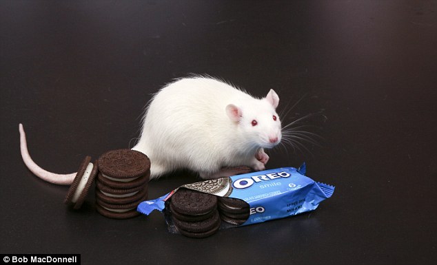 Las galletas Oreo pueden ser tan adictivas como la cocaína