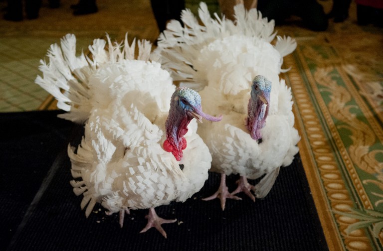 Los pavos “Popcorn” y “Caramel” ya esperan el indulto de Obama