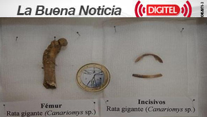 Un tubo volcánico de 14 millones de años permite descubrir fauna desconocida